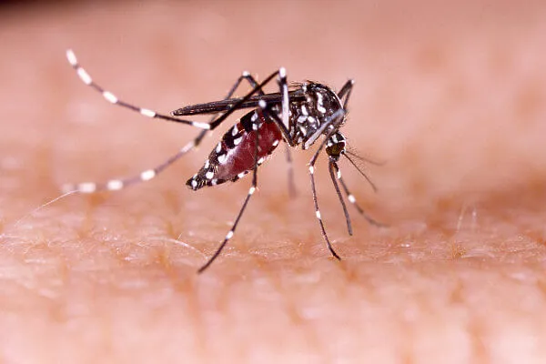 Dengue: a doença transmitida pelo mosquisto Aedes Aegypti